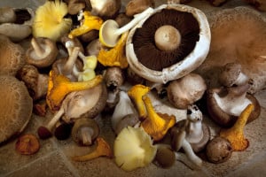 Gout and Mushrooms