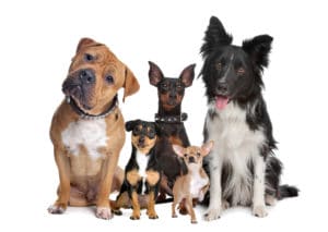 Gout in Dogs and Pets